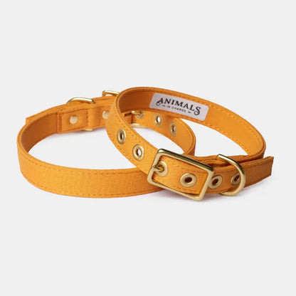 Animals in Charge All Weather Dog Collars | Buy Online at DOGUE Australia