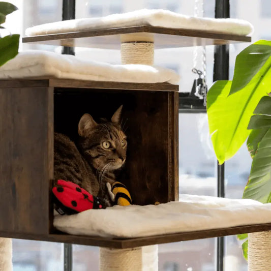 ZippyClaws Ladybug and Bee Cat Toy | Buy Online at DOGUE Australia