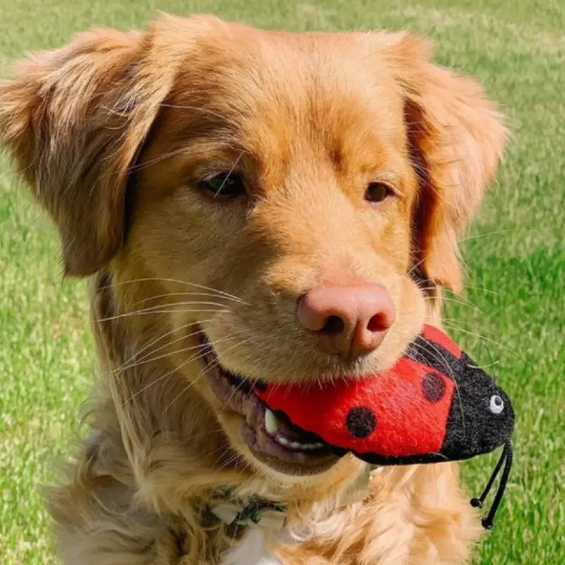 ZippyPaws Burrow Ladybugs in Leaf Dog Toy | Buy Online at DOGUE Australia