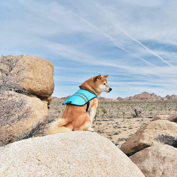 ZippyPaws Cooling Dog Vest | Buy Online at DOGUE Australia