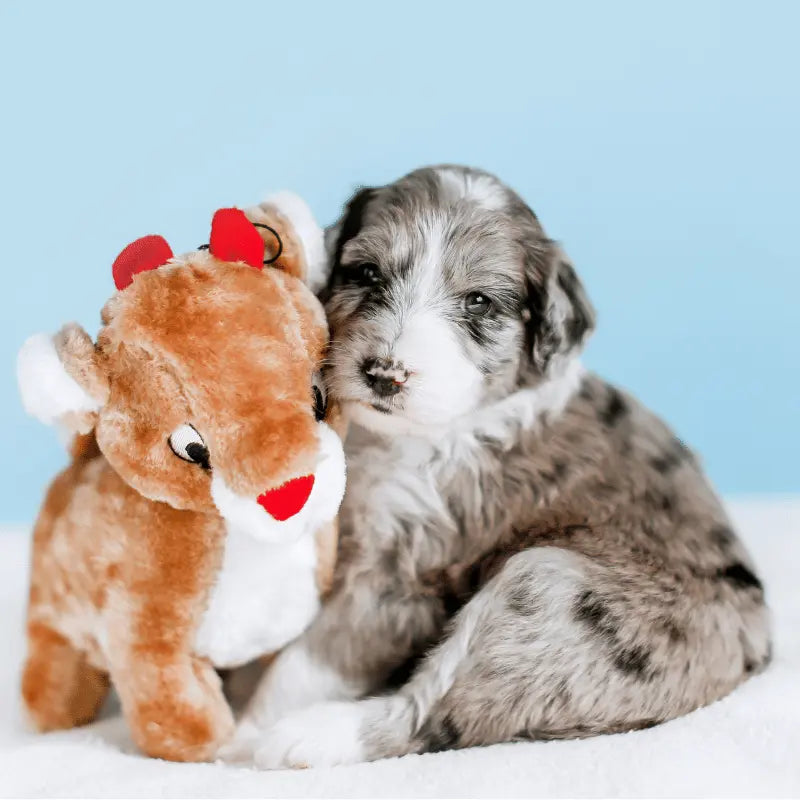 ZippyPaws Holiday Deluxe Reindeer Dog Toy | Buy Online at DOGUE Australia