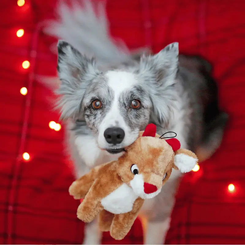 ZippyPaws Holiday Deluxe Reindeer Dog Toy | Buy Online at DOGUE Australia