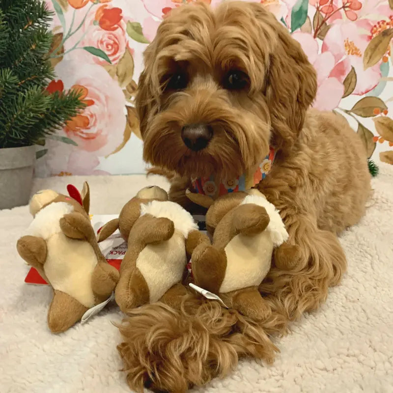 ZippyPaws Miniz Reindeer 3-pack Holiday Dog Toy | Buy Online at DOGUE Australia