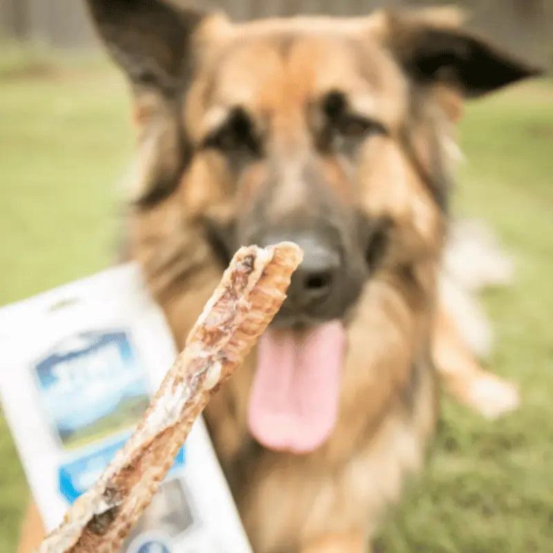 Ziwi Lamb Trachea Dog Treat 60g | Buy Online at DOGUE Australia