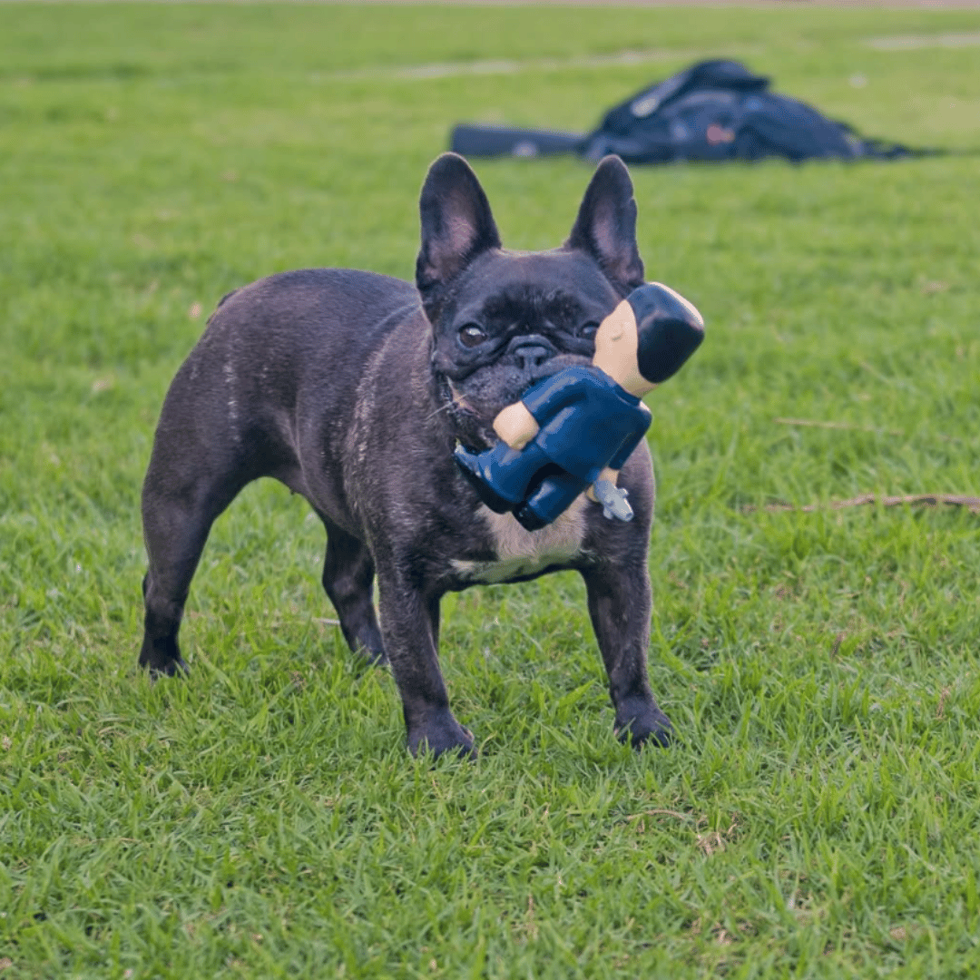Caricha Chewers Kim Jong-un Dog Toy