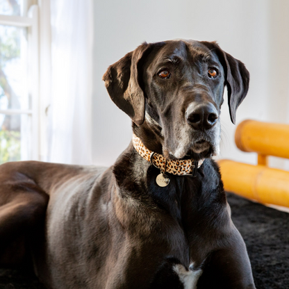 DOGUE Leather Animal Print Dog Collar