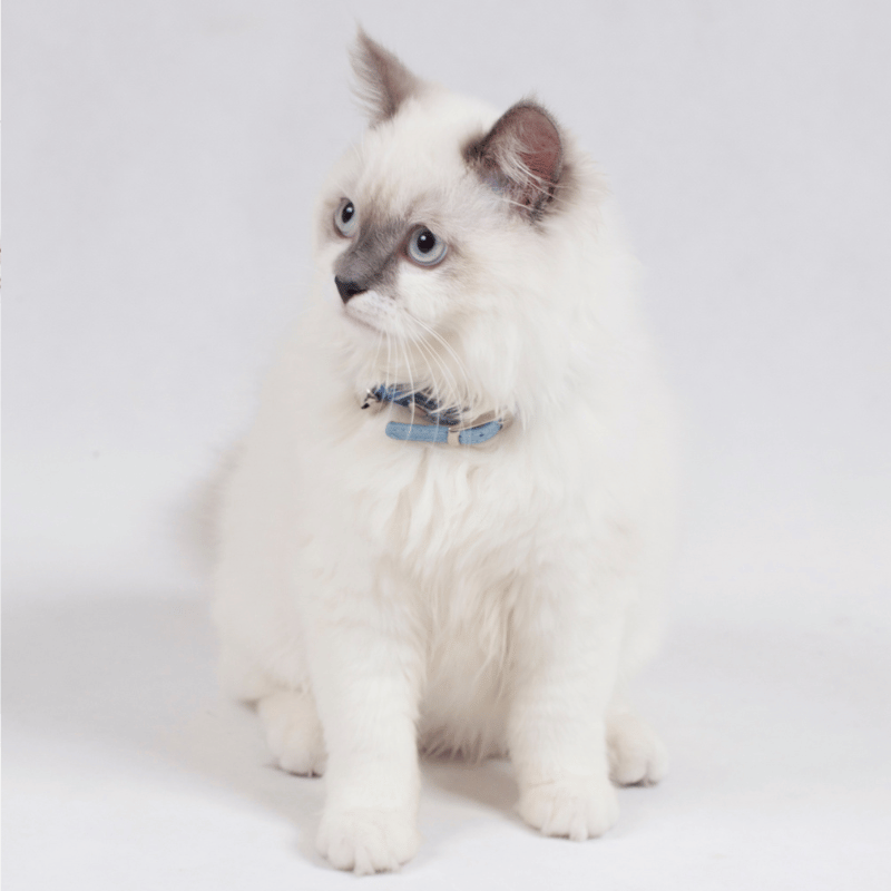DOGUE  Classic Leather Cat Collar
