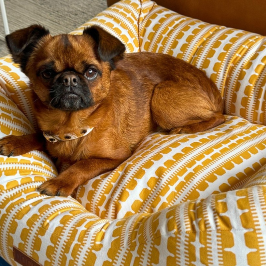 DOGUE Bolster Coastal Chic Dog Bed - DOGUE