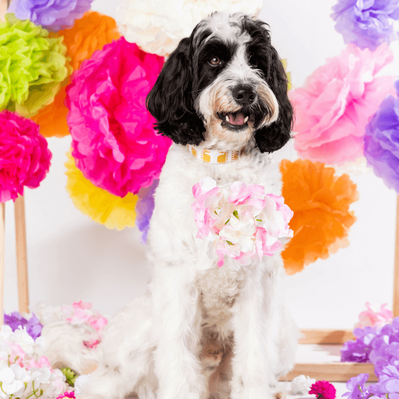 DOGUE Print Dog Collar - DOGUE