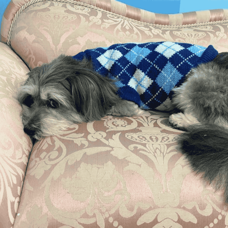 Diamond Dog Jumper