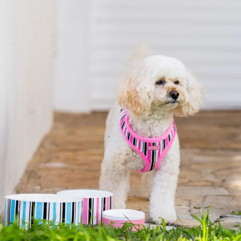 DOGUE Ceramic Candy Stripe Collection Dog Bowl | Buy Online at DOGUE Australia
