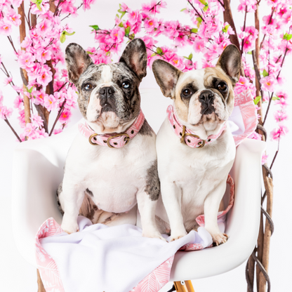 DOGUE Print Walkwear Set