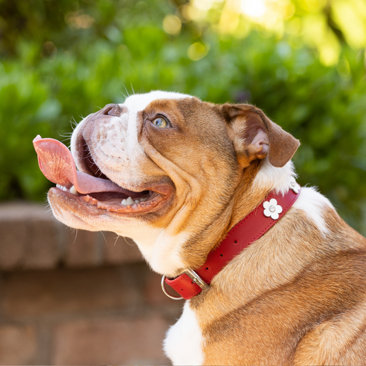 DOGUE Foxy Leather Dog Collar - DOGUE