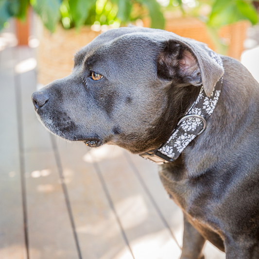 DOGUE Fleur Dog Collar - DOGUE