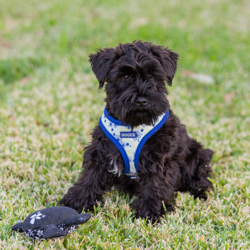 DOGUE Floral Dog Harness