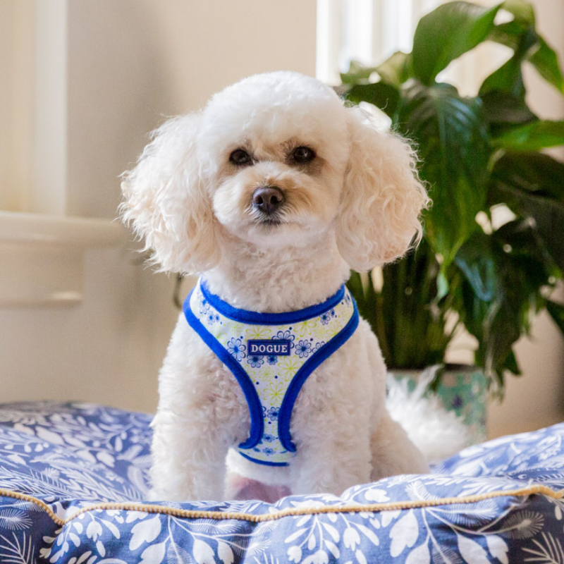 DOGUE Floral Dog Harness