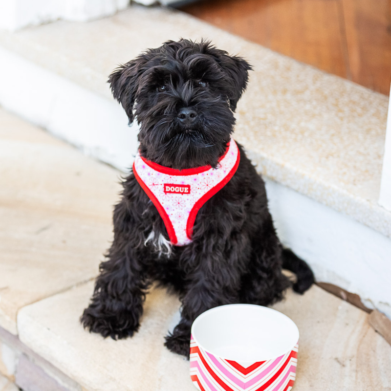 DOGUE Floral Dog Harness