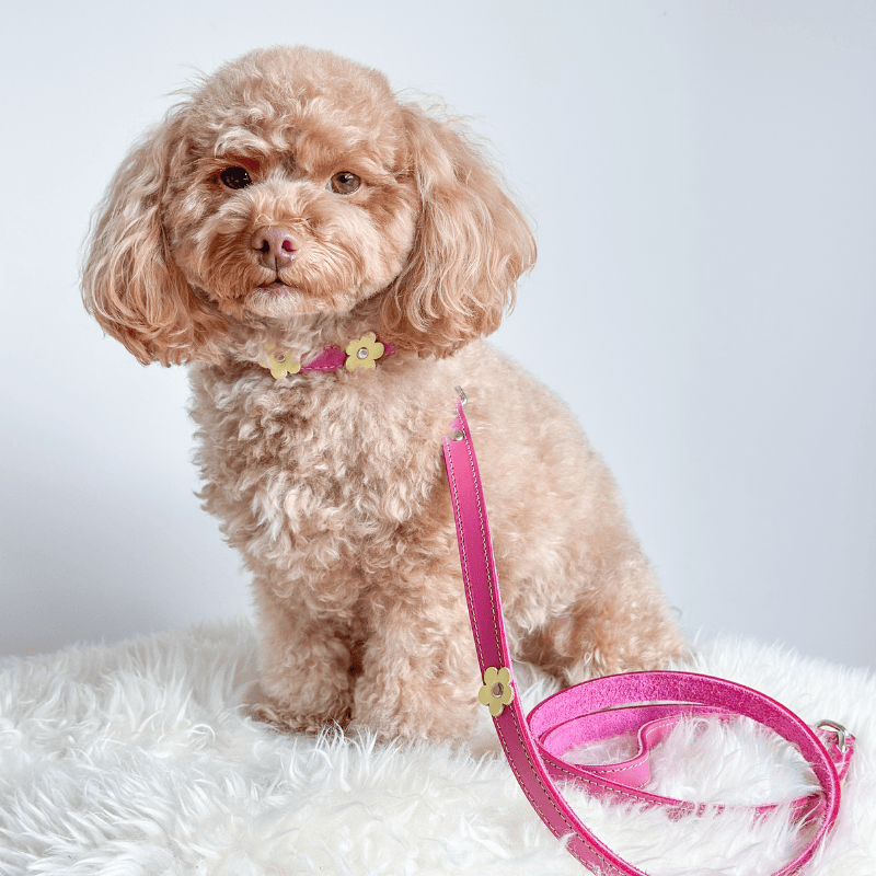 DOGUE Flower Pop Dog Lead