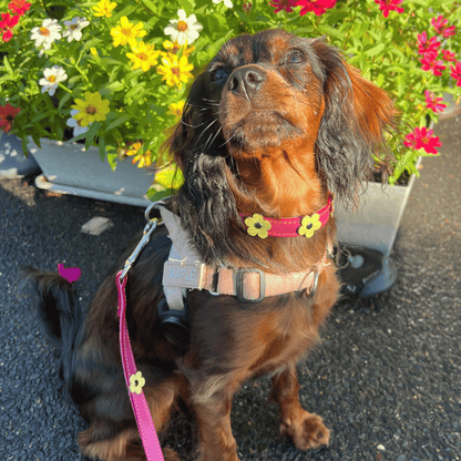 DOGUE Flower Pop Dog Collar