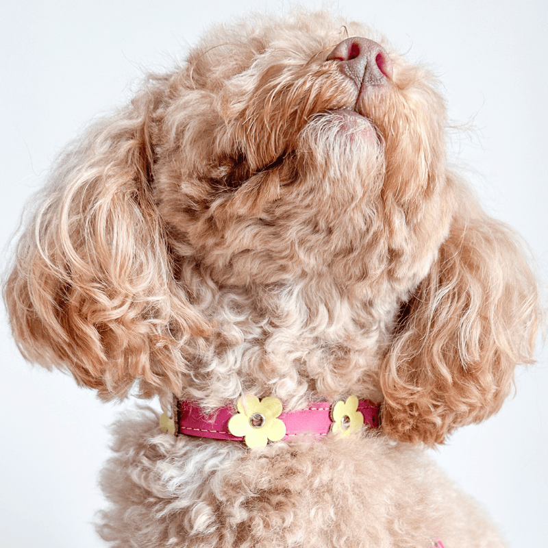 DOGUE Flower Pop Dog Collar - DOGUE