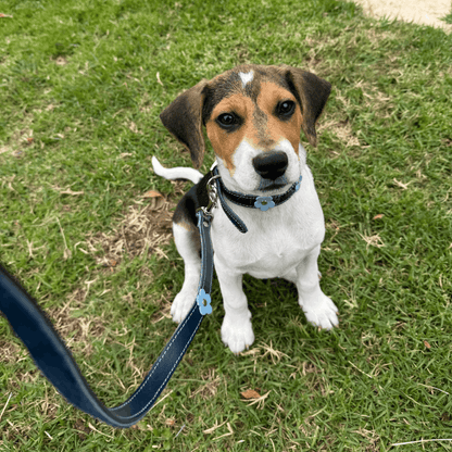 DOGUE Flower Pop Dog Lead