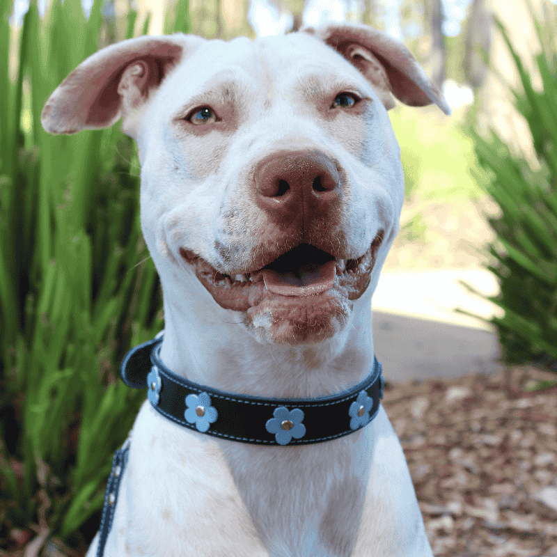 DOGUE Flower Pop Dog Collar - DOGUE