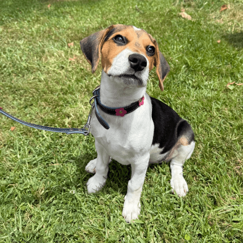 DOGUE Flower Pop Dog Collar