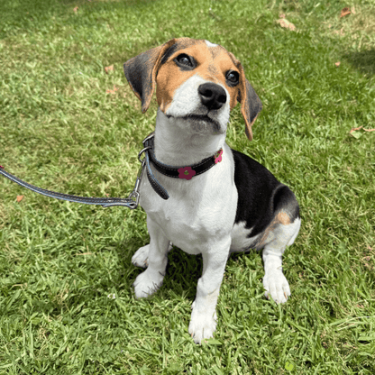 DOGUE Flower Pop Dog Collar