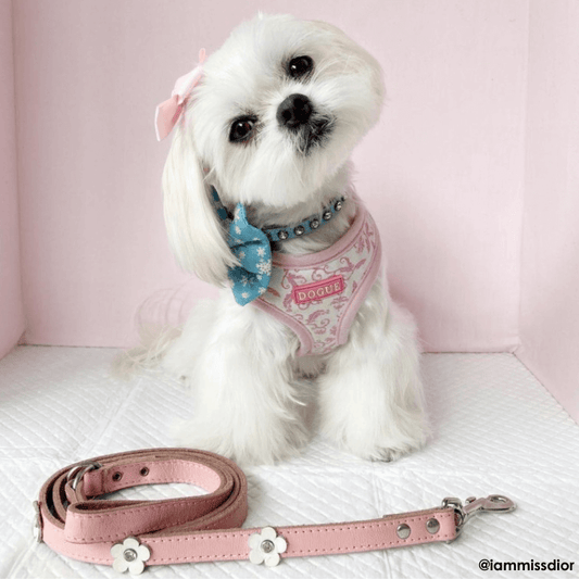 DOGUE Foxy Leather Dog Lead - DOGUE