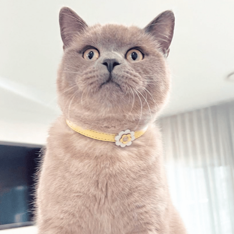 DOGUE Gelato Flower Leather Cat Collar