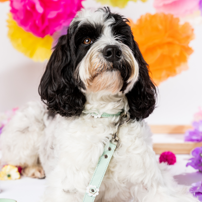 DOGUE Gelato Flower Dog Lead