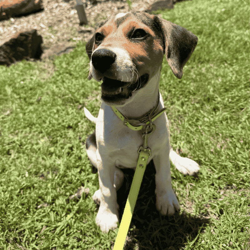 DOGUE Gelato Dog Lead