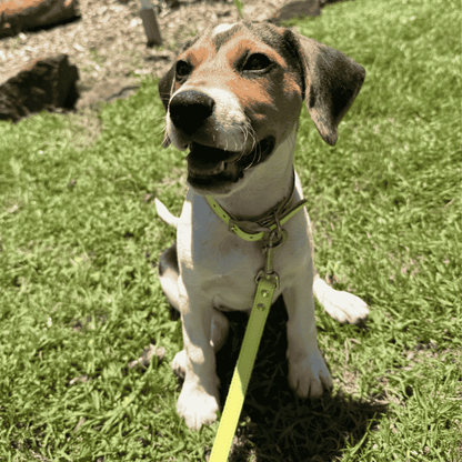 DOGUE Gelato Dog Lead