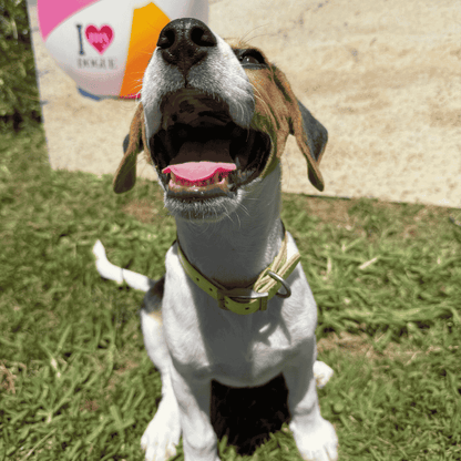 DOGUE Gelato Dog Collar