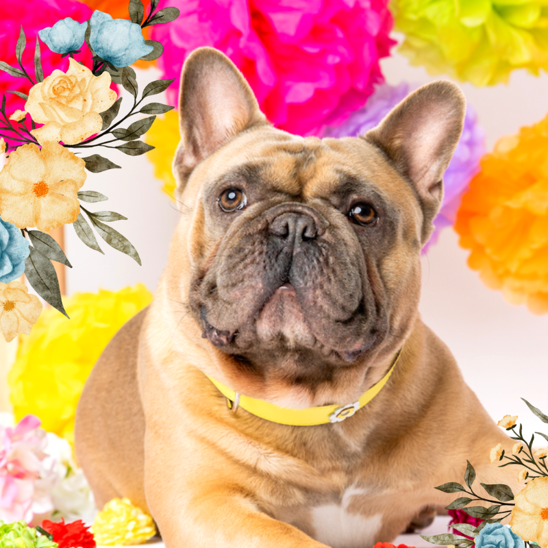 DOGUE Gelato Flower Walkwear Set