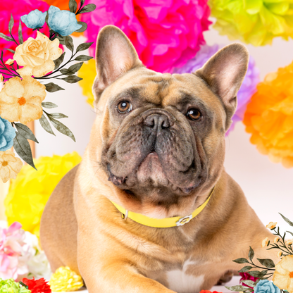 DOGUE Gelato Flower Walkwear Set