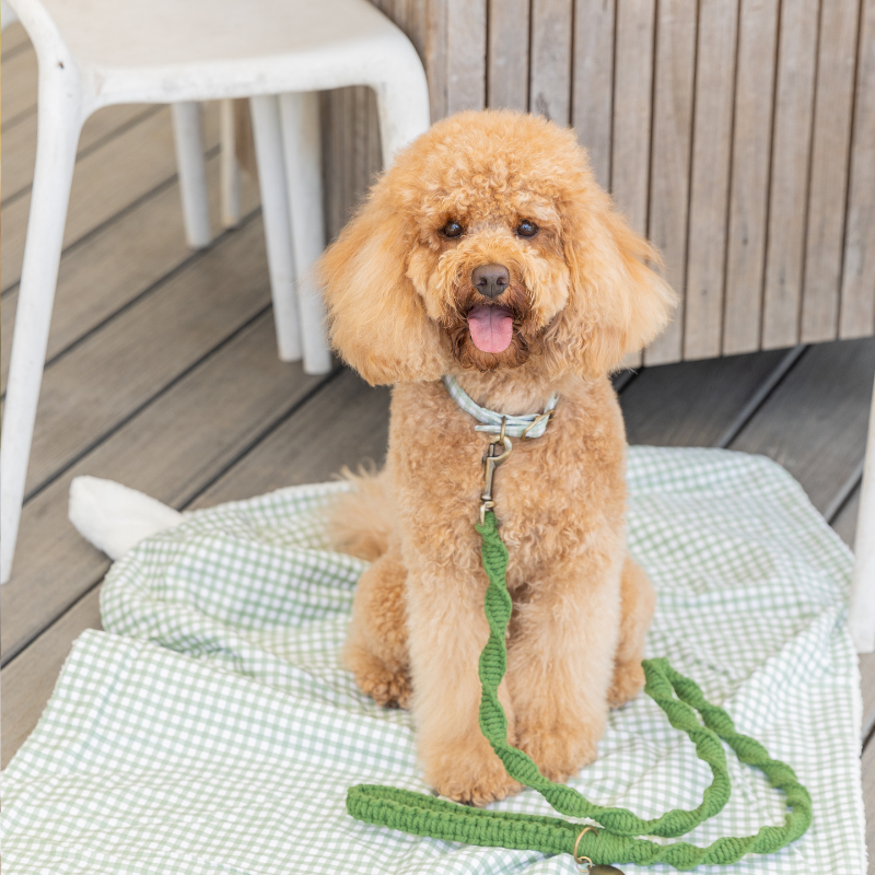 DOGUE Gingham Dog Collar