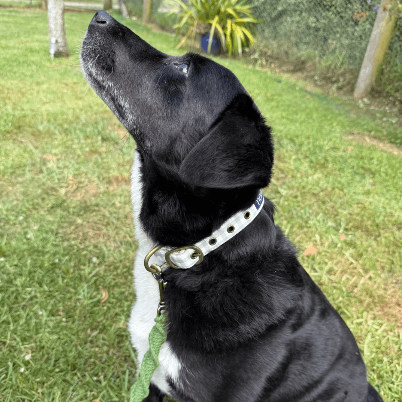 DOGUE Gingham Dog Collar