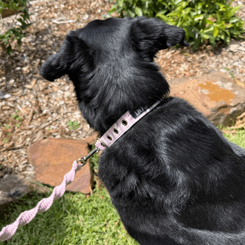 DOGUE Macrame Dog Lead