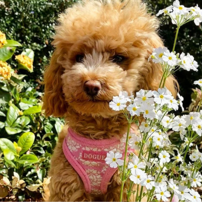 DOGUE Fleur Floral Dog Harness Buy Online at DOGUE