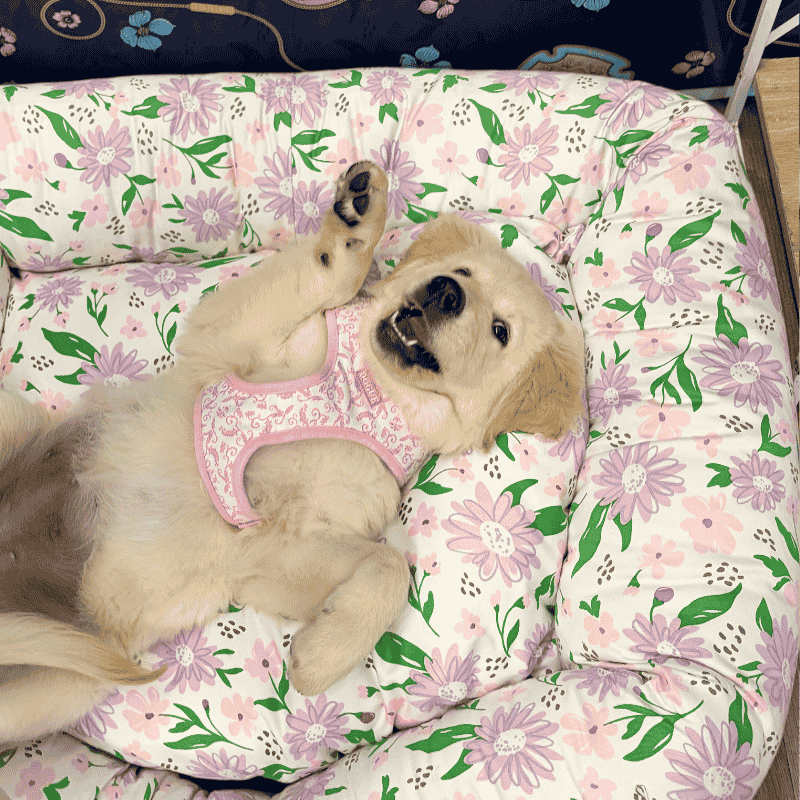 DOGUE Bolster Spring Floral Dog Bed