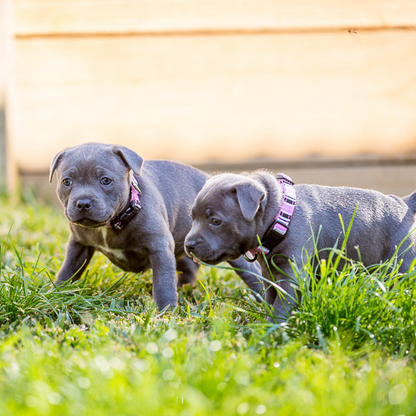 DOGUE Stripe Dog Collar