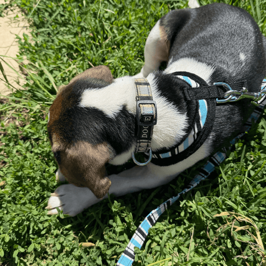 DOGUE Stripe Dog Lead - DOGUE