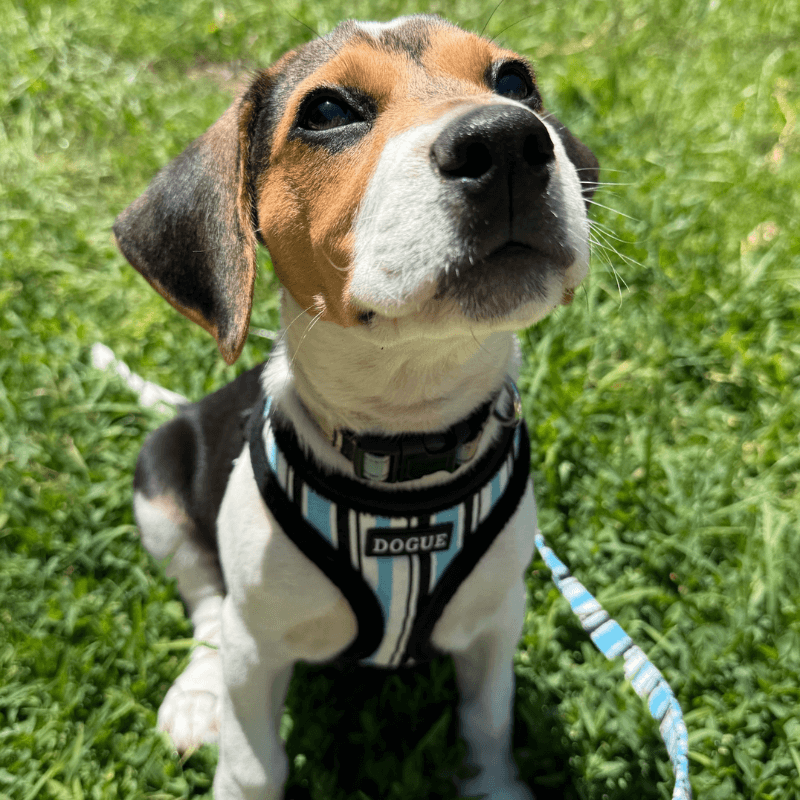 DOGUE Stripe Dog Harness - DOGUE