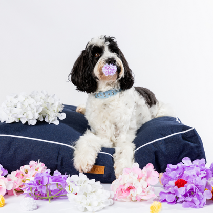 DOGUE Stud Muffin Leather Dog Collar