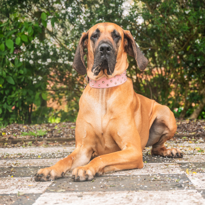 DOGUE Stud Muffin Leather Dog Collar
