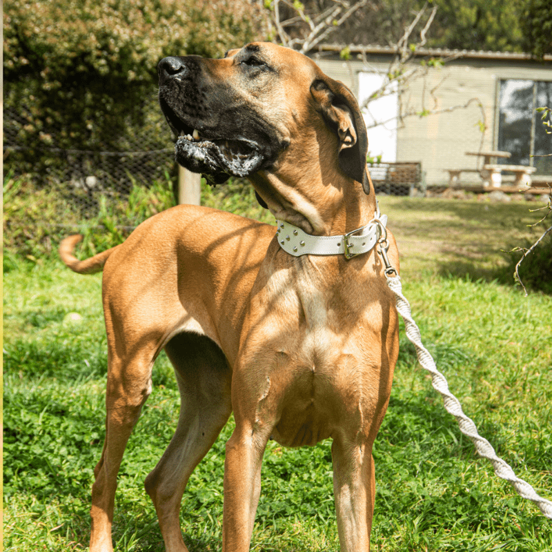 DOGUE Stud Muffin Leather Dog Collar
