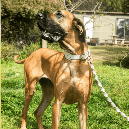 DOGUE Stud Muffin Leather Dog Collar