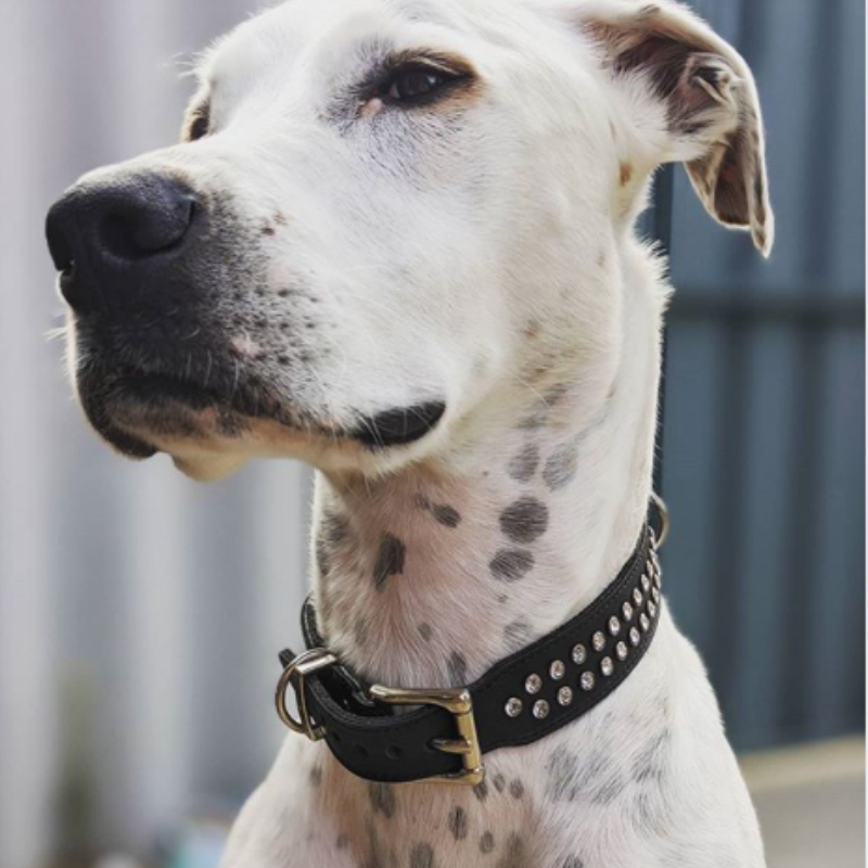 DOGUE Leather Too Glamorous Dog Collar