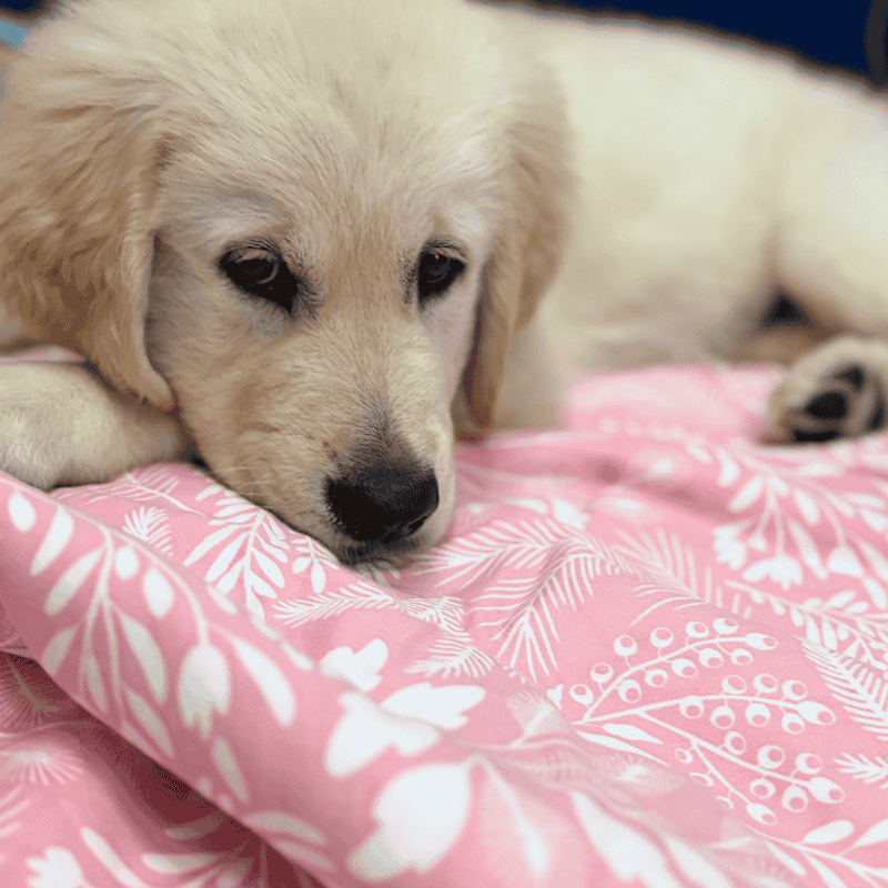 DOGUE Wildflower Pink Dog Blanket